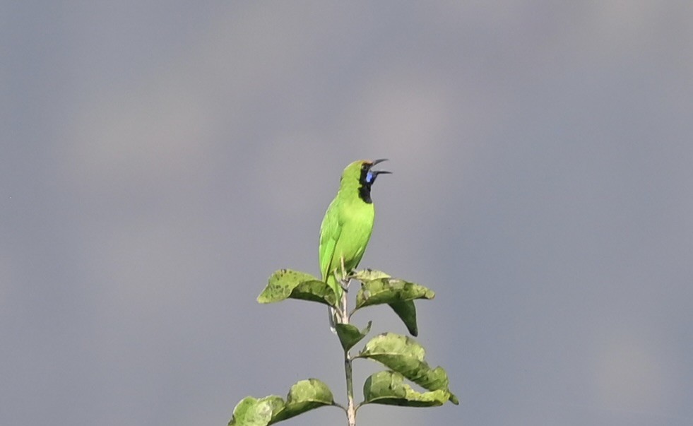 Golden-fronted Leafbird - ML645926325