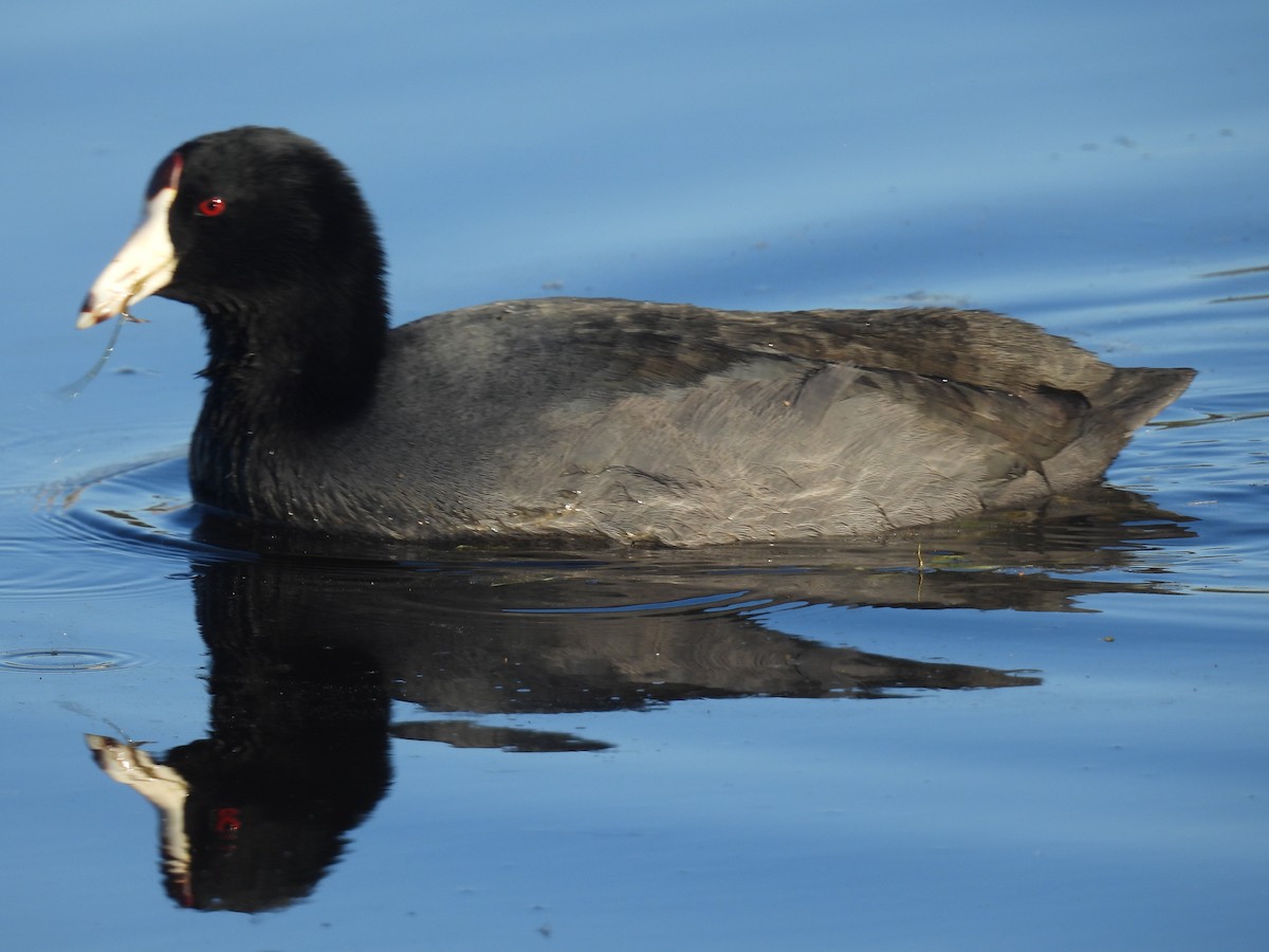 American Coot - ML645926327