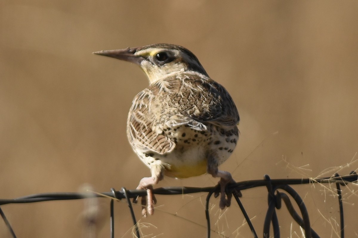 Western Meadowlark - ML645926331