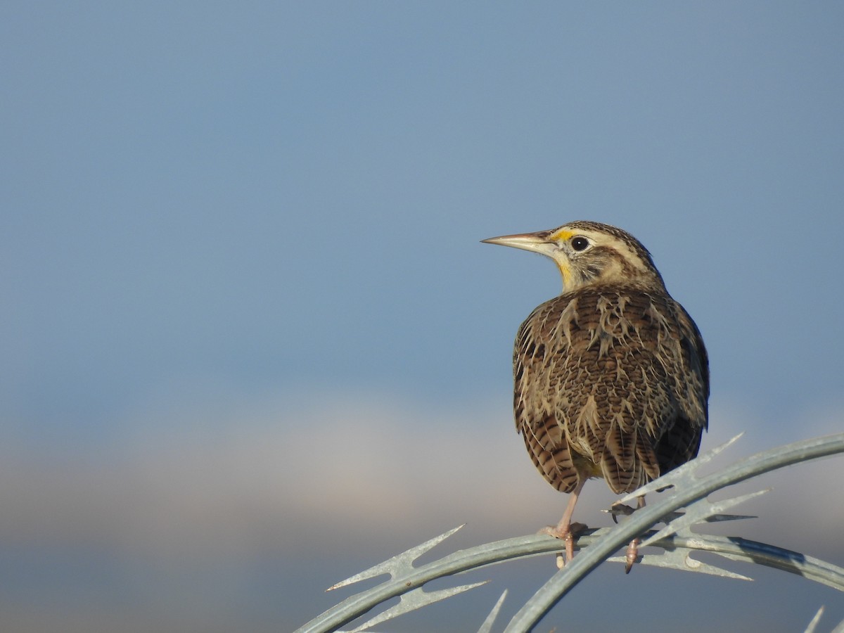 Western Meadowlark - ML645926334
