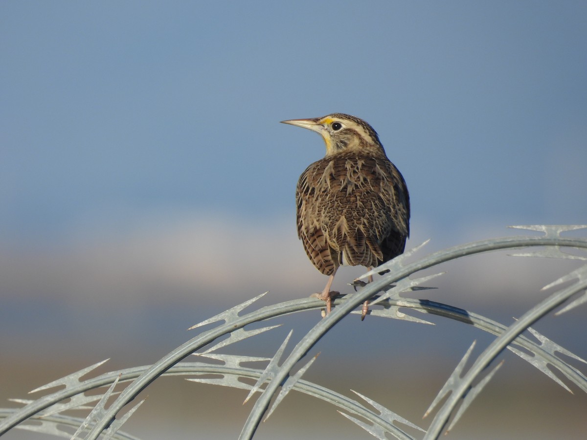 Western Meadowlark - ML645926335