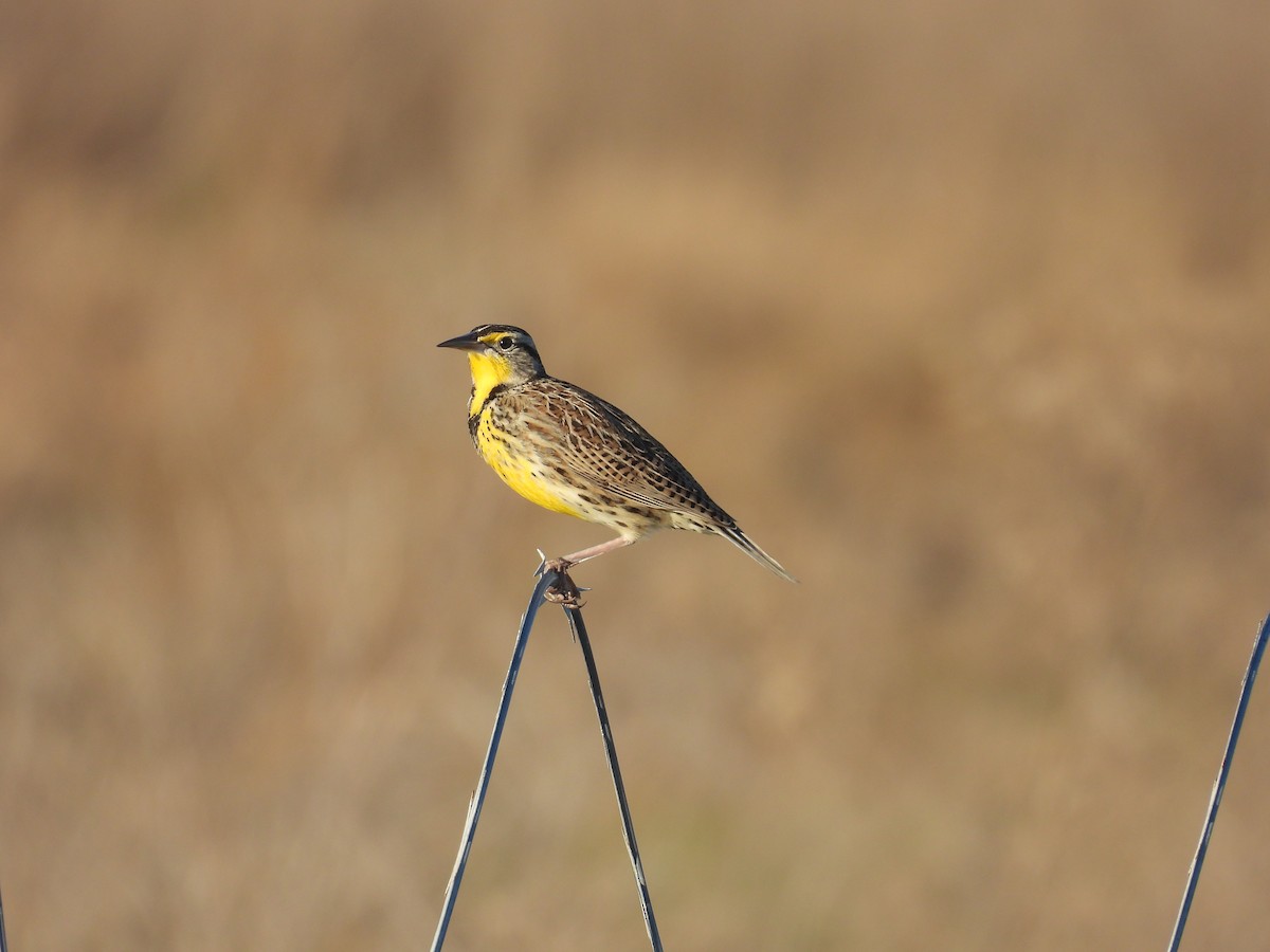 Western Meadowlark - ML645926336