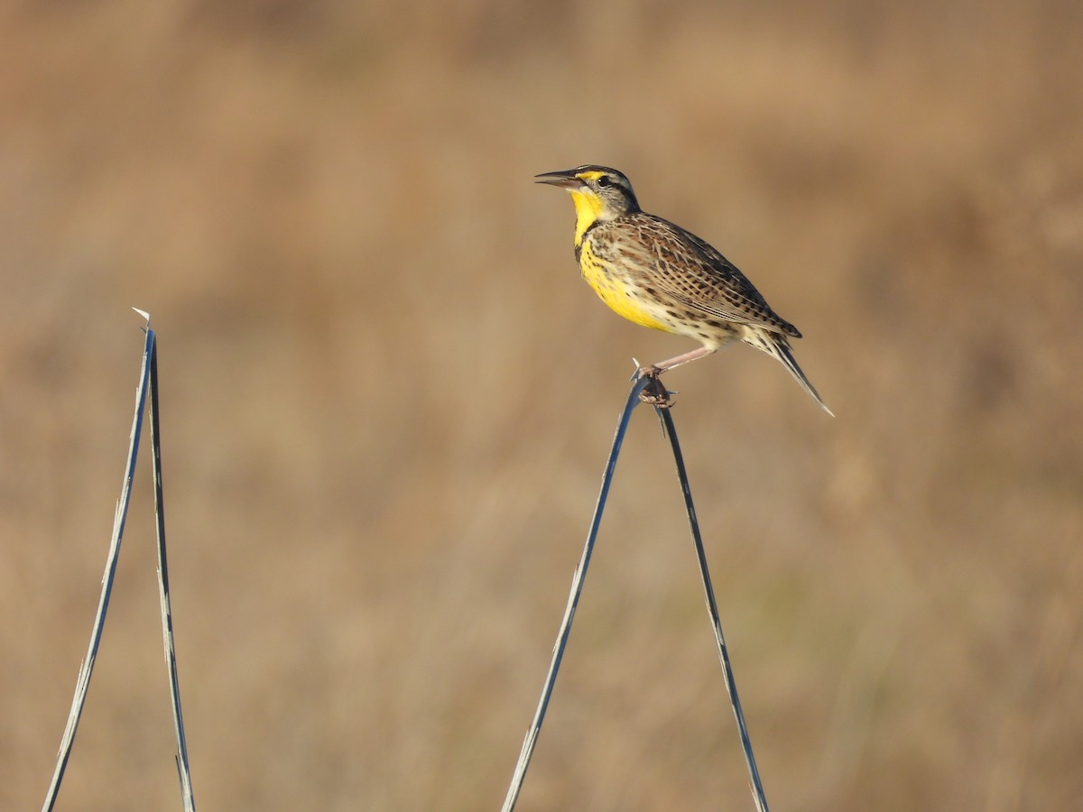 Western Meadowlark - ML645926337