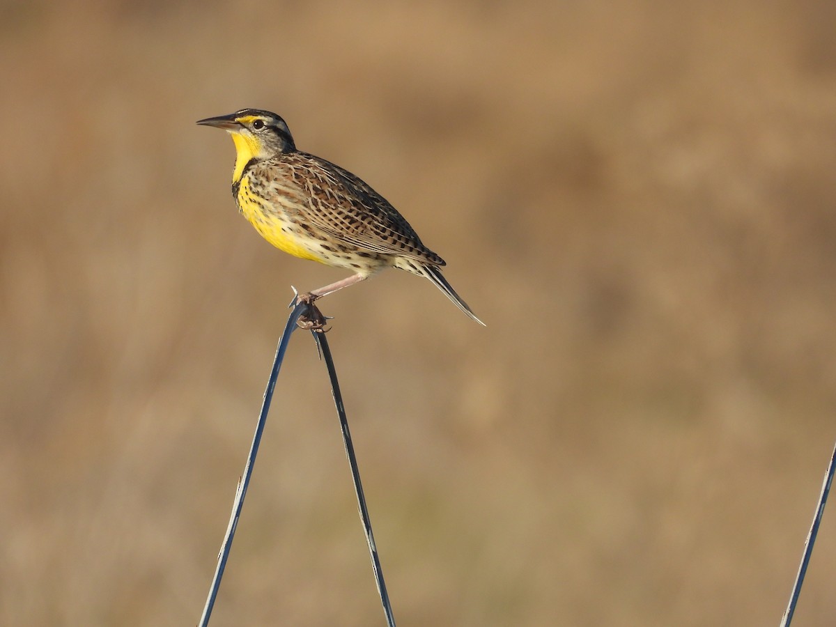 Western Meadowlark - ML645926339