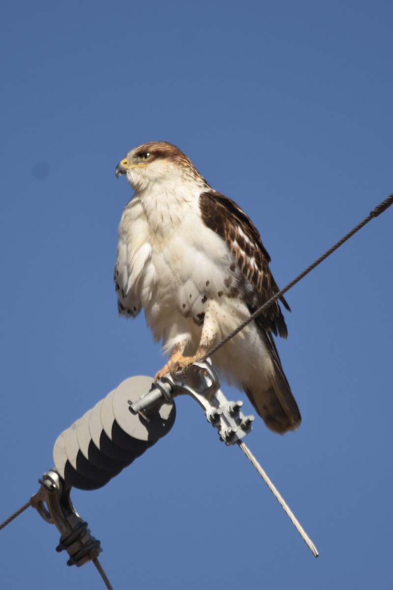 Ferruginous Hawk - ML645926341