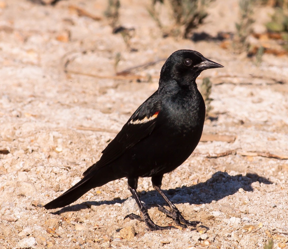 Sargento Tricolor - ML645926350