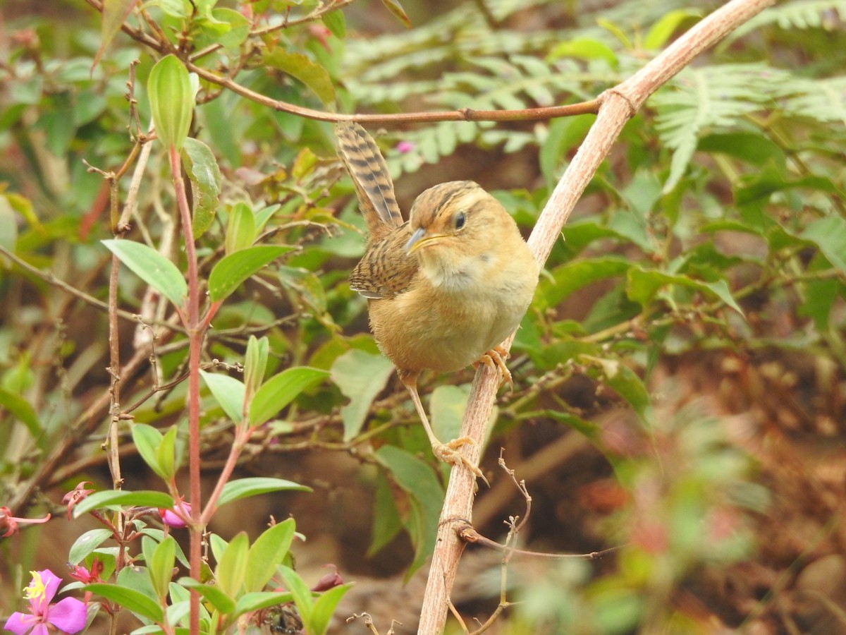 Травяной крапивник - ML645926375