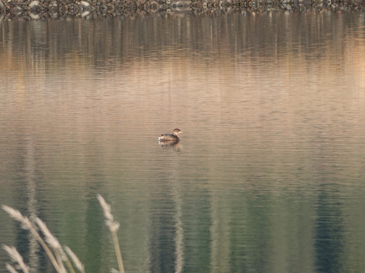 Pied-billed Grebe - ML645926383