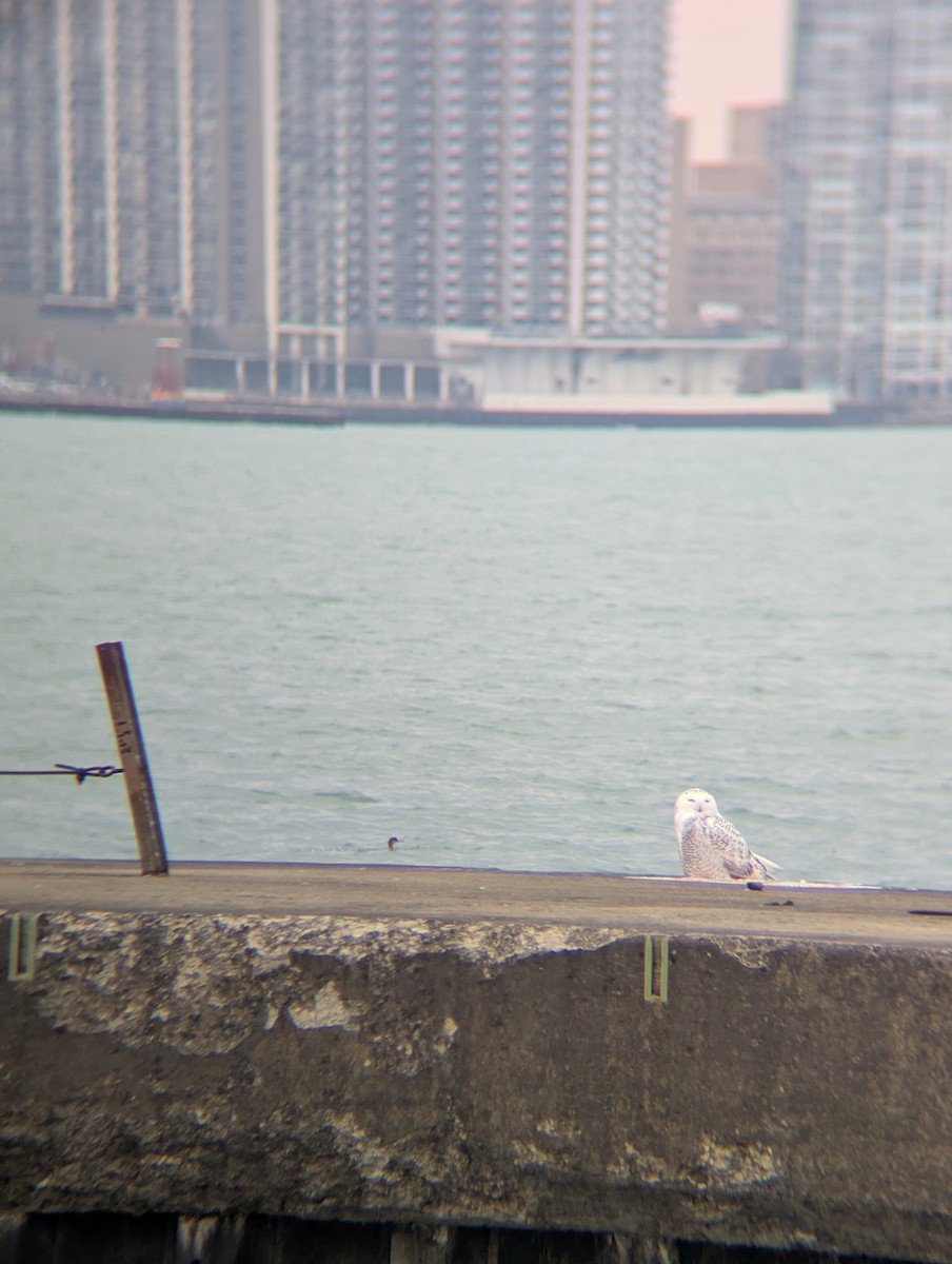 לילית שלג - ML645926384