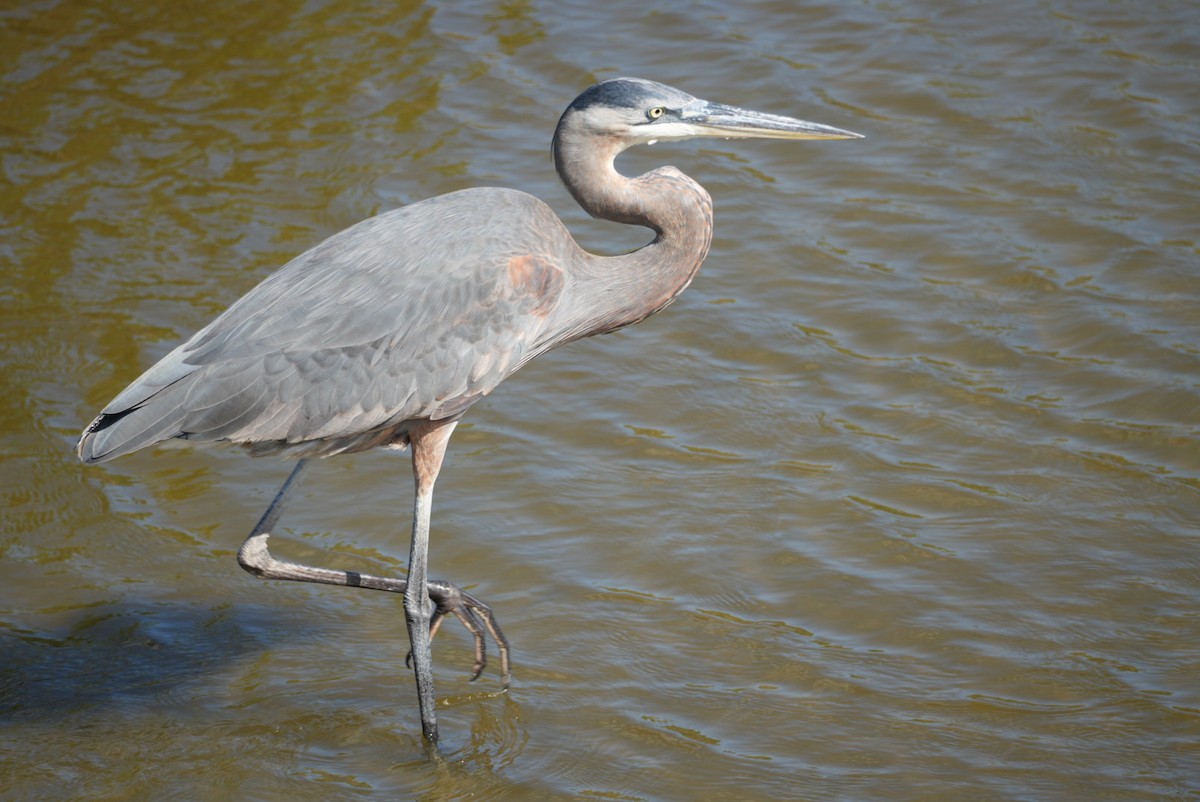 Great Blue Heron - ML645926385