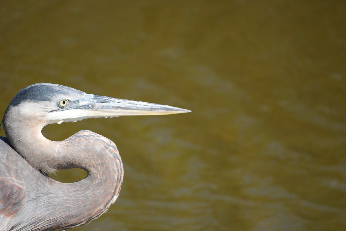 Great Blue Heron - ML645926386