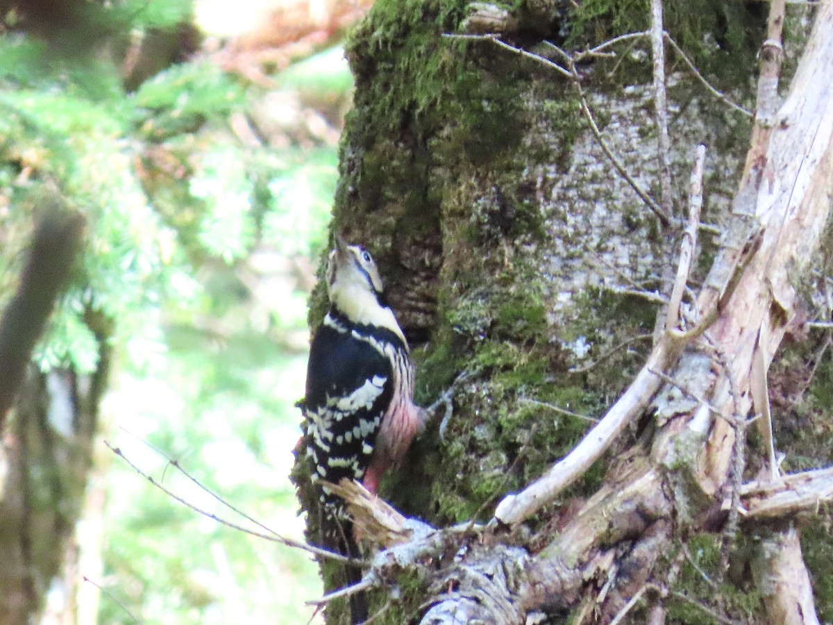 hvitryggspett - ML645926398