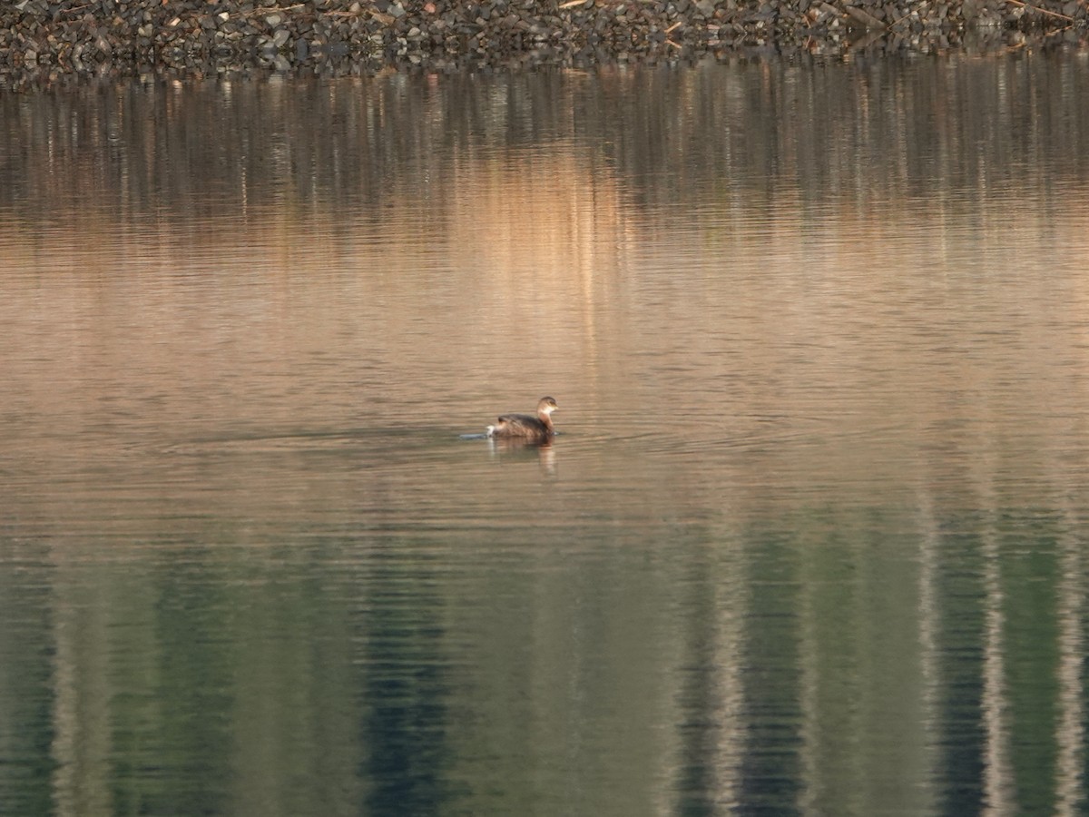 Pied-billed Grebe - ML645926401