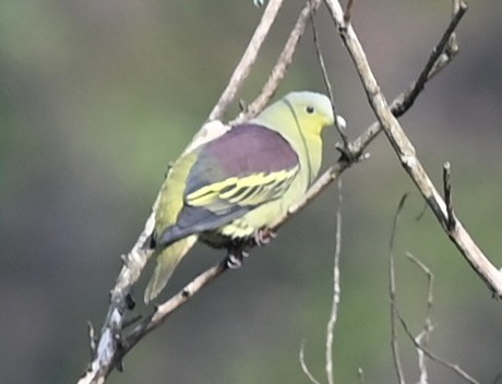 Gray-fronted Green-Pigeon - ML645926405
