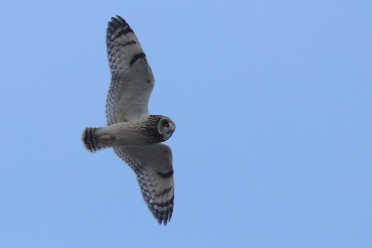 Short-eared Owl - ML645926417