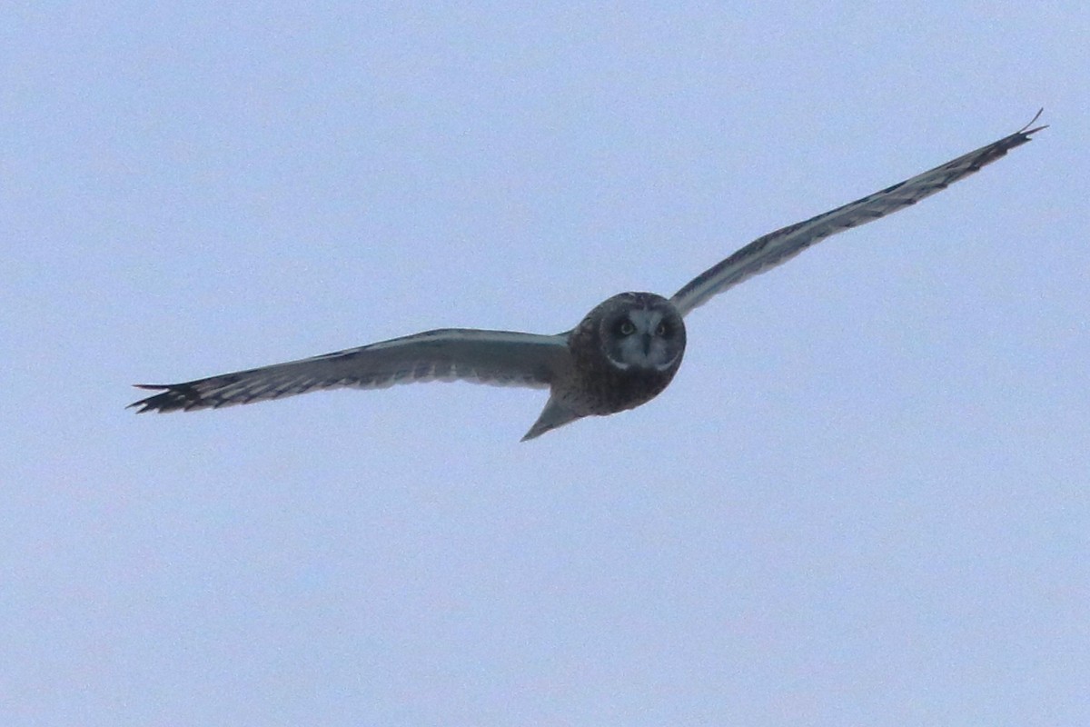 Short-eared Owl - ML645926418