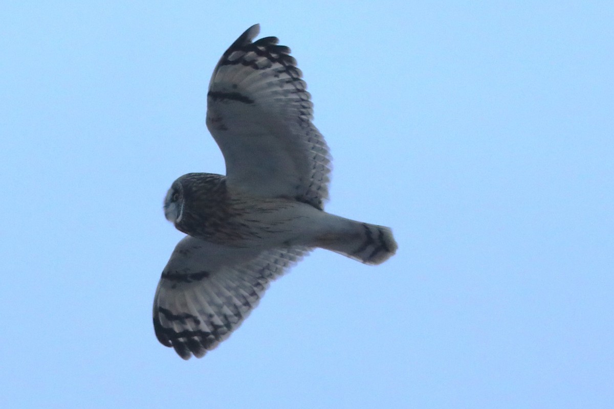 Short-eared Owl - ML645926419
