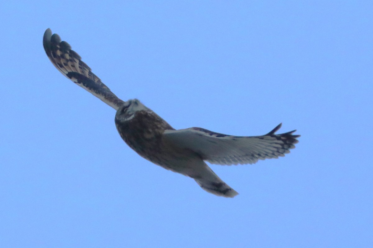 Short-eared Owl - ML645926420