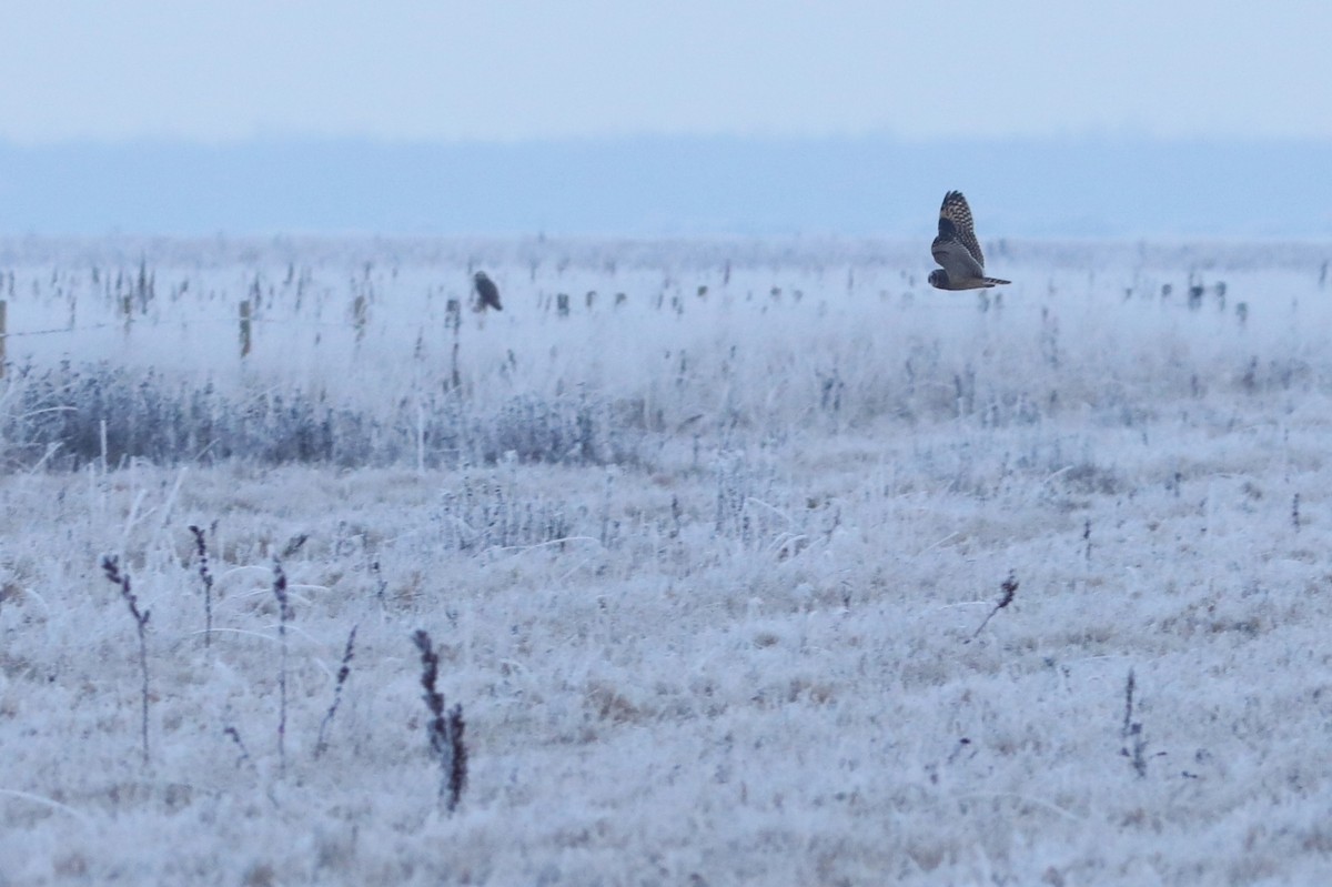 Short-eared Owl - ML645926421