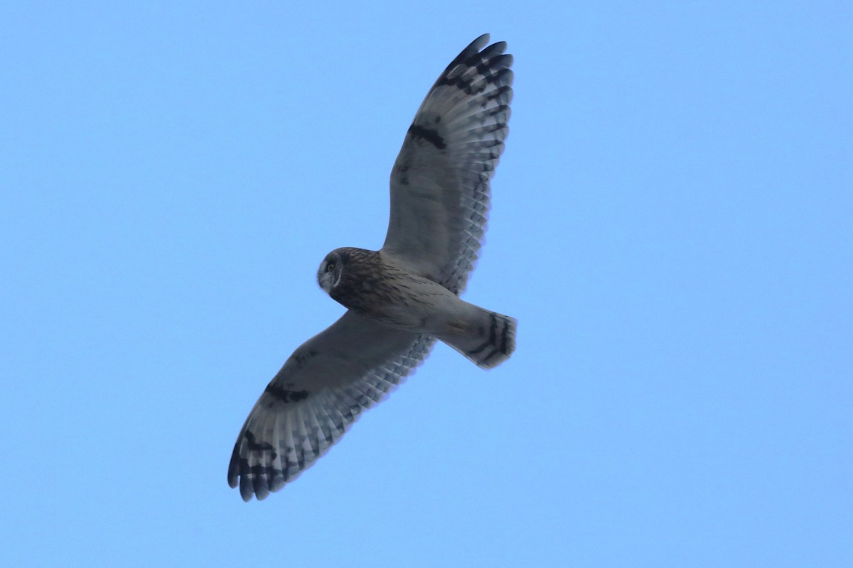 Short-eared Owl - ML645926422