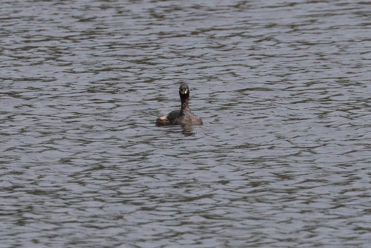 Australasian Grebe - ML645926425