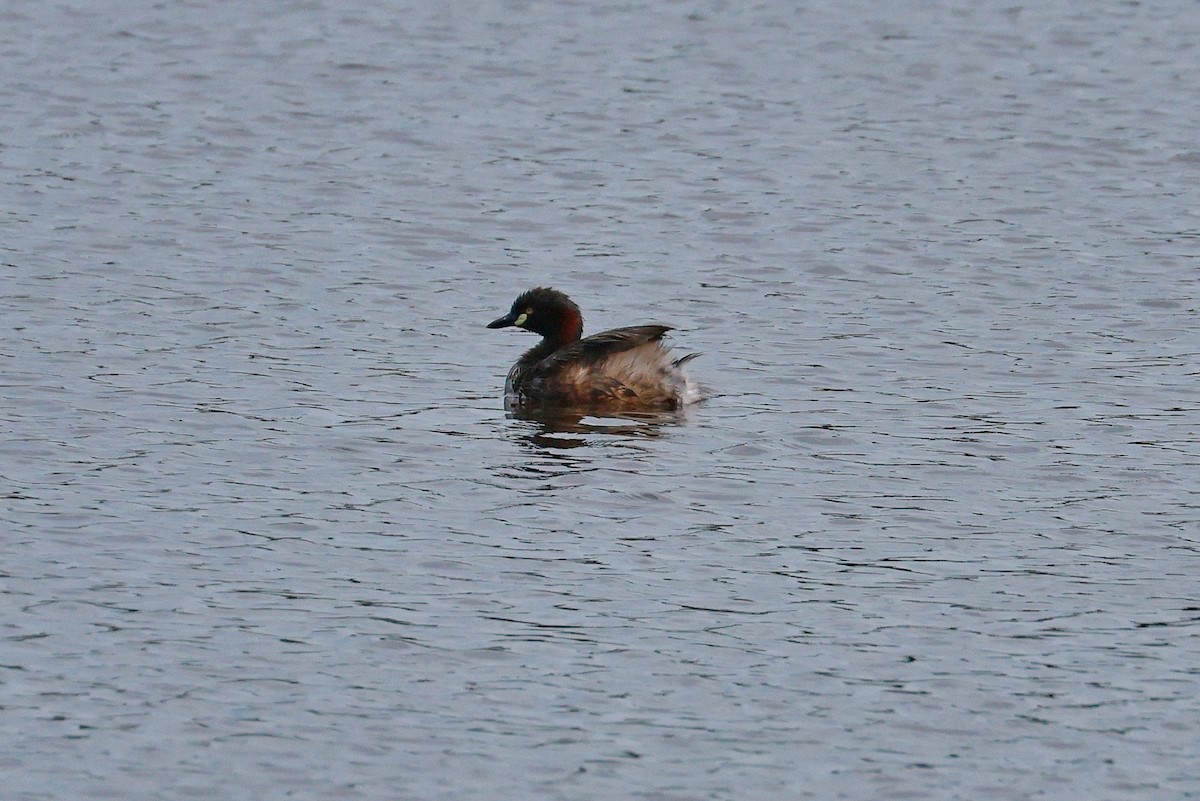 Australasian Grebe - ML645926426