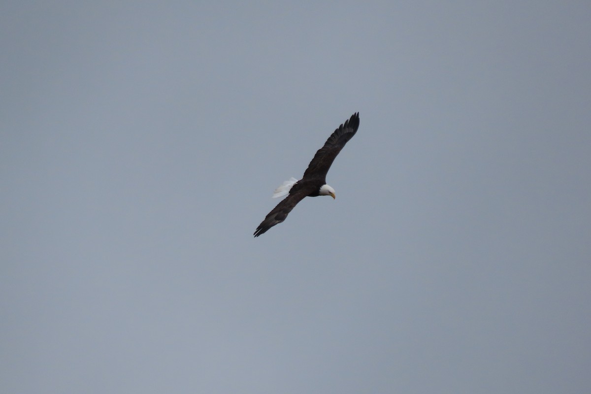 Bald Eagle - ML645926435