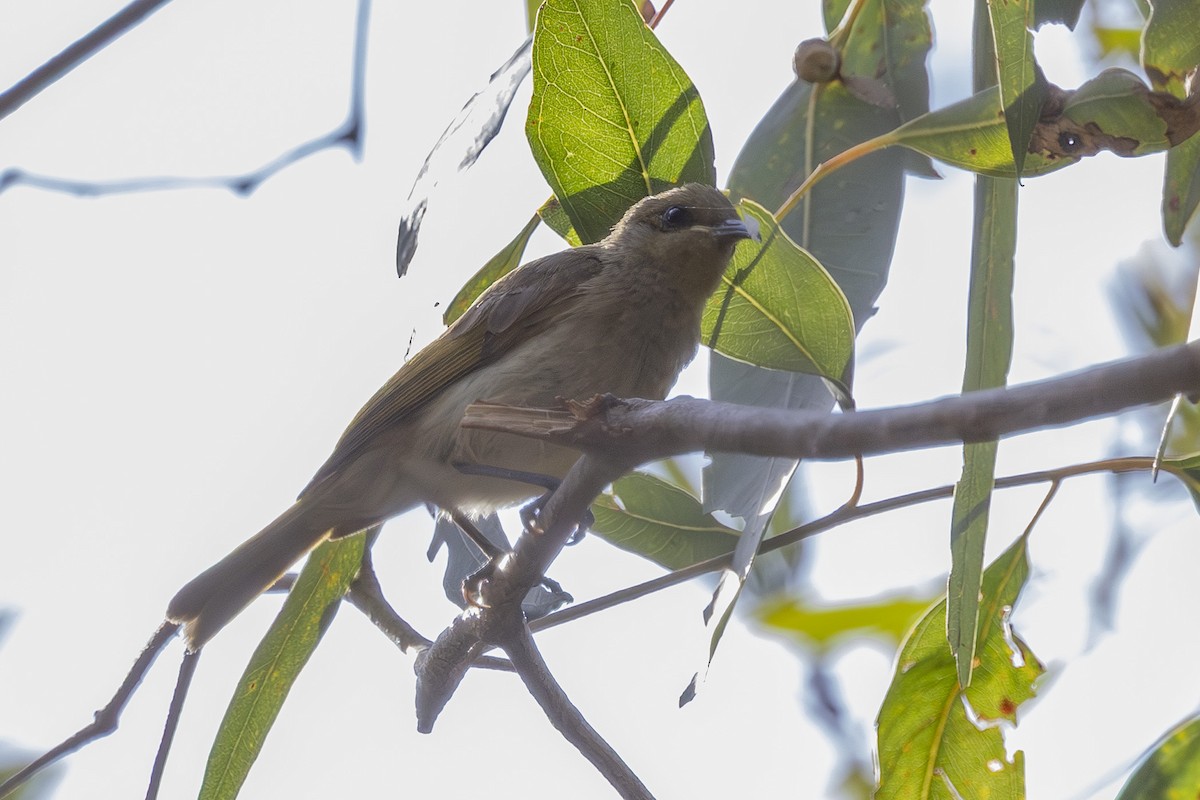 Brown Honeyeater - ML645926442