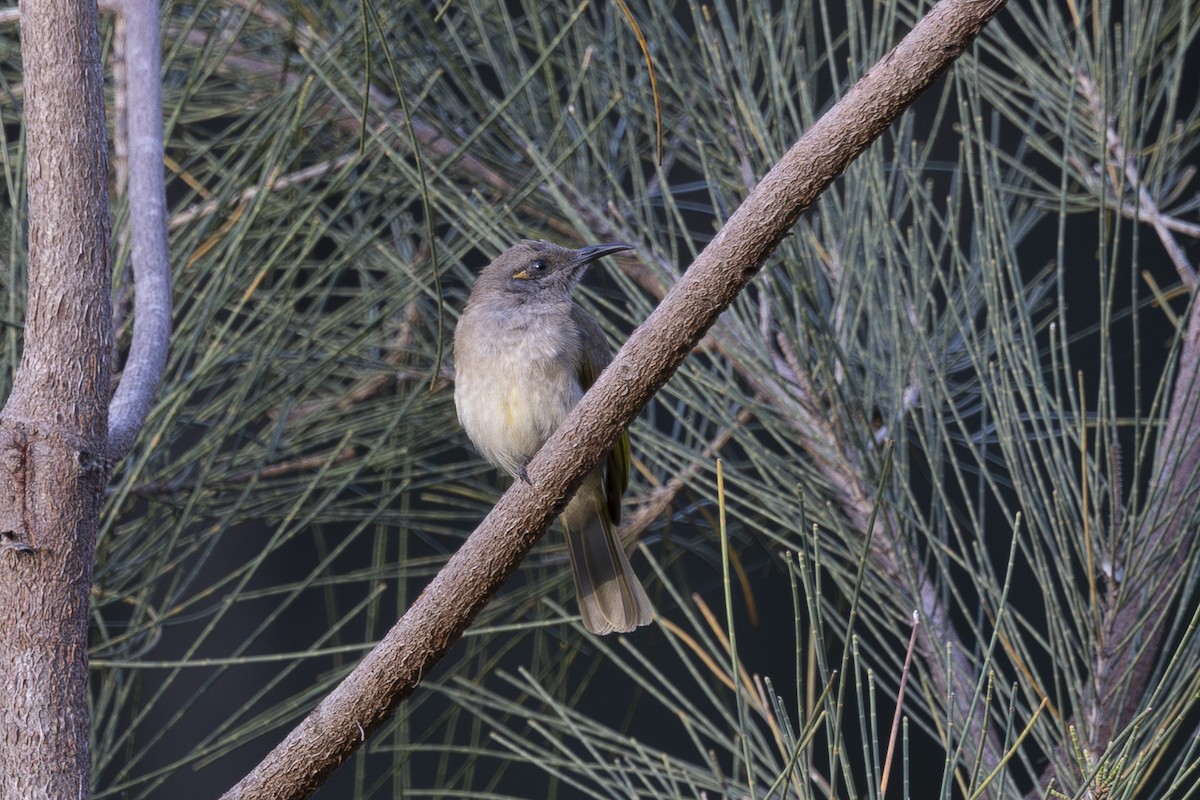 Brown Honeyeater - ML645926443
