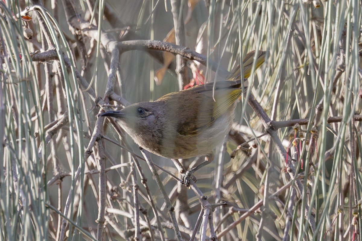 Brown Honeyeater - ML645926444