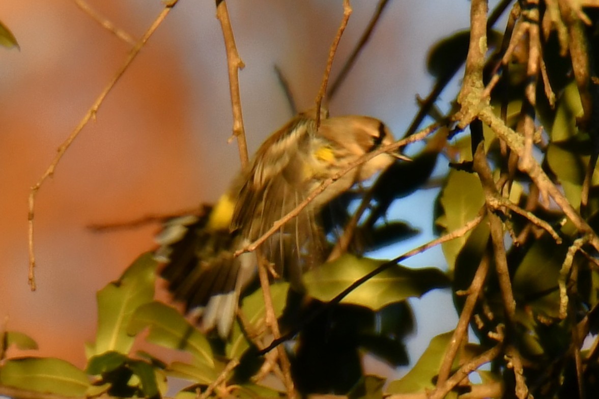 Yellow-rumped Warbler - ML645926445