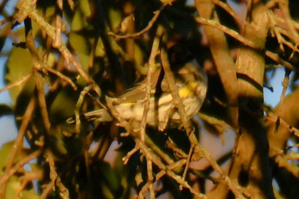 Yellow-rumped Warbler - ML645926446