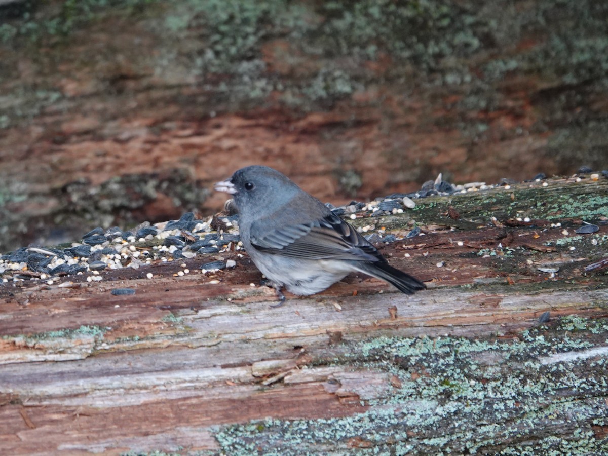 Dark-eyed Junco - ML645926457