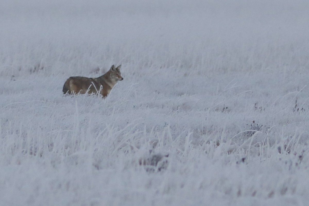 Plains Coyote - ML645926459