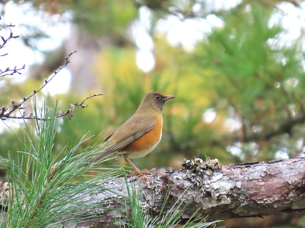 brunhodetrost - ML645926467