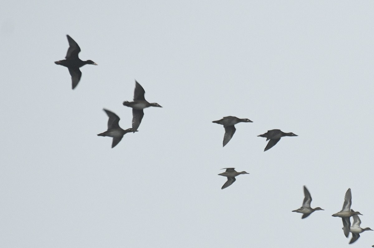 Surf Scoter - ML645926469