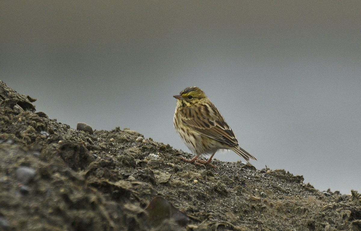 Savannah Sparrow - ML645926496