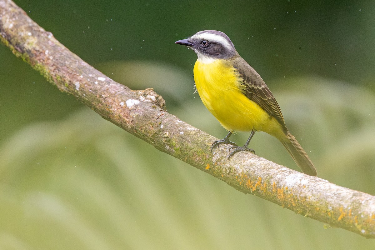 Sosyal Tiran - ML645926504