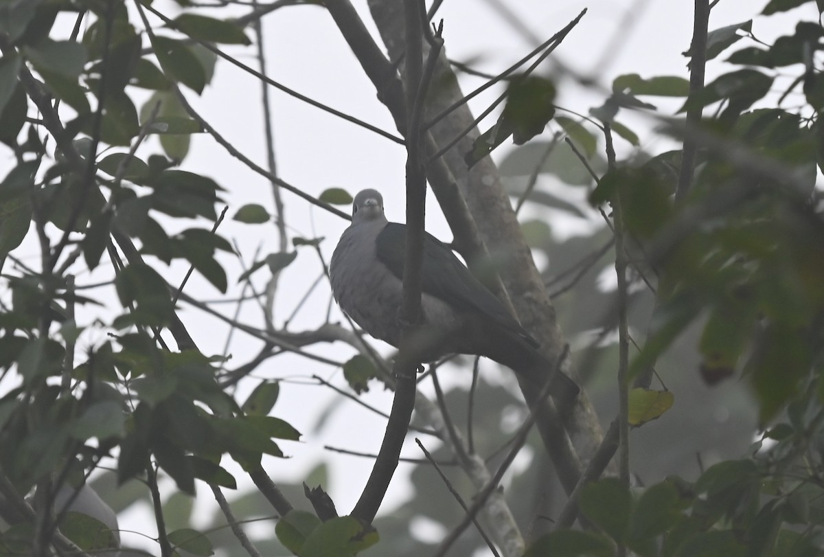 Green Imperial-Pigeon - ML645926507
