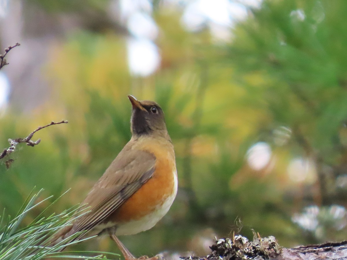 brunhodetrost - ML645926510