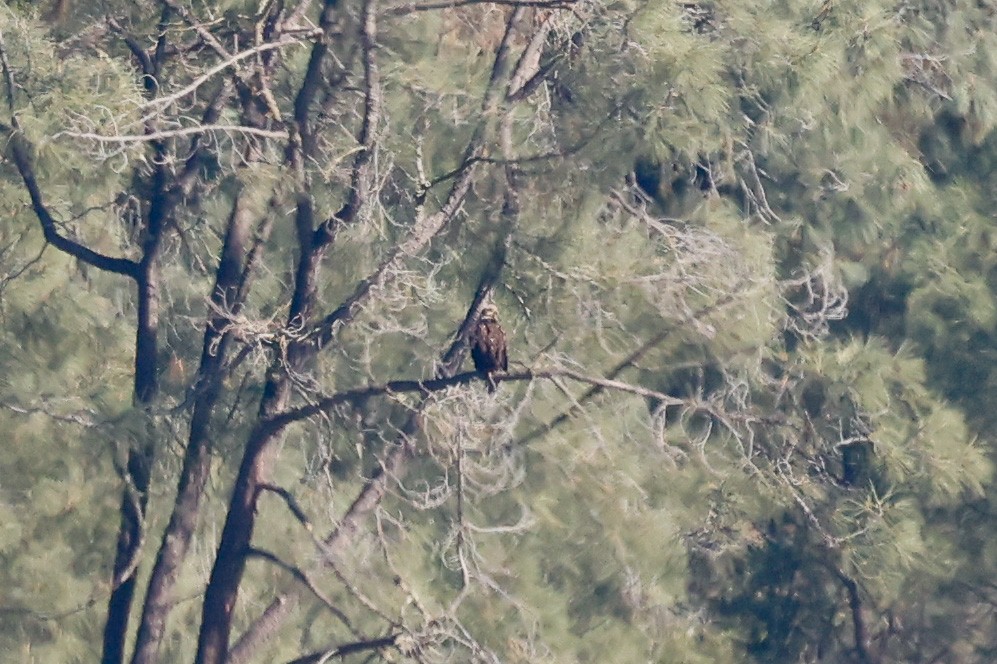 Bald Eagle - ML645926515