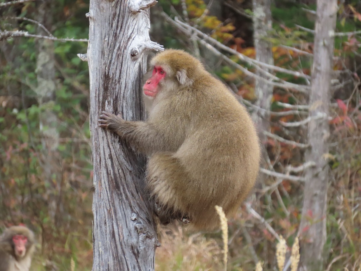 Japanese Macaque - ML645926544
