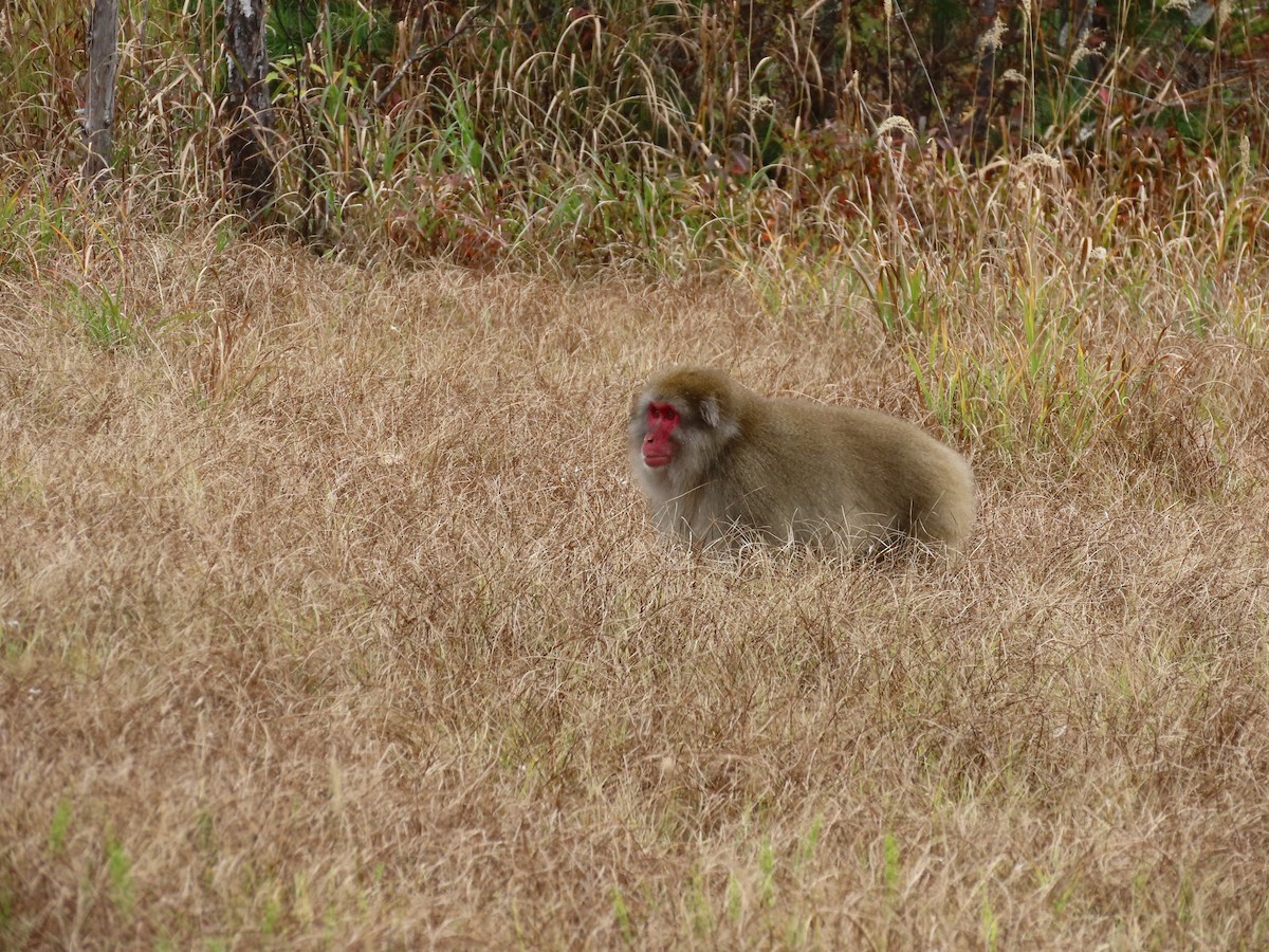 Japanese Macaque - ML645926545