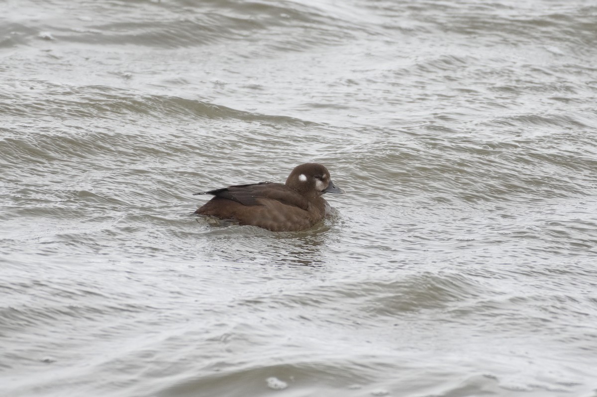Harlequin Duck - ML645926548