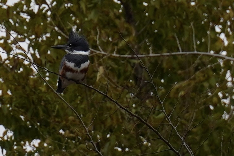 Belted Kingfisher - ML645926567