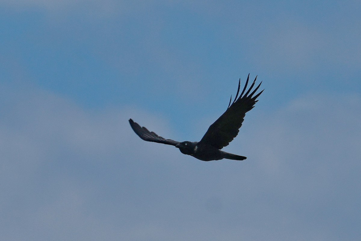 Torresian Crow - ML645926571