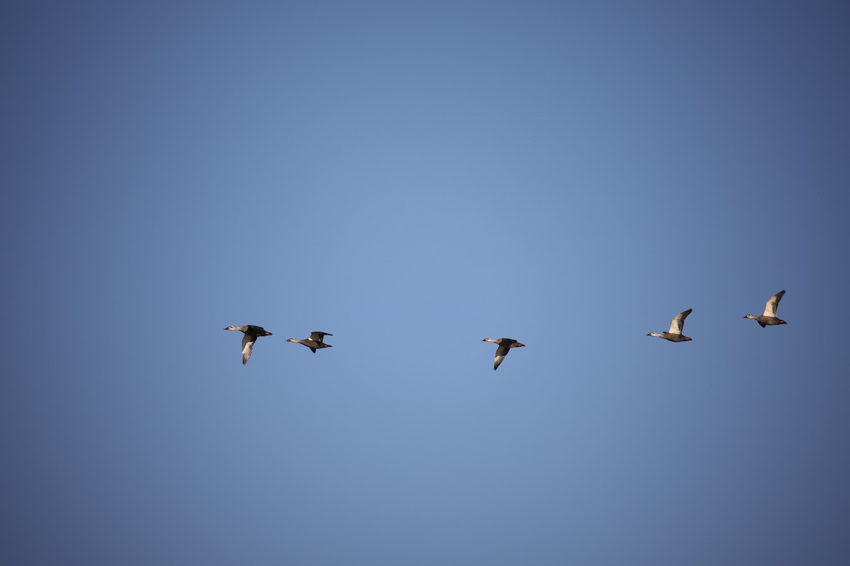 カルガモ - ML645926574