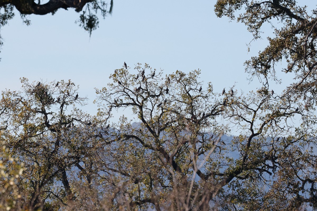 オビオバト - ML645926575