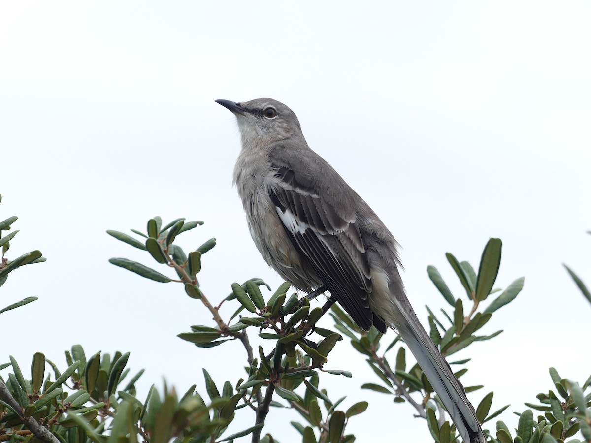 マネシツグミ - ML645926576