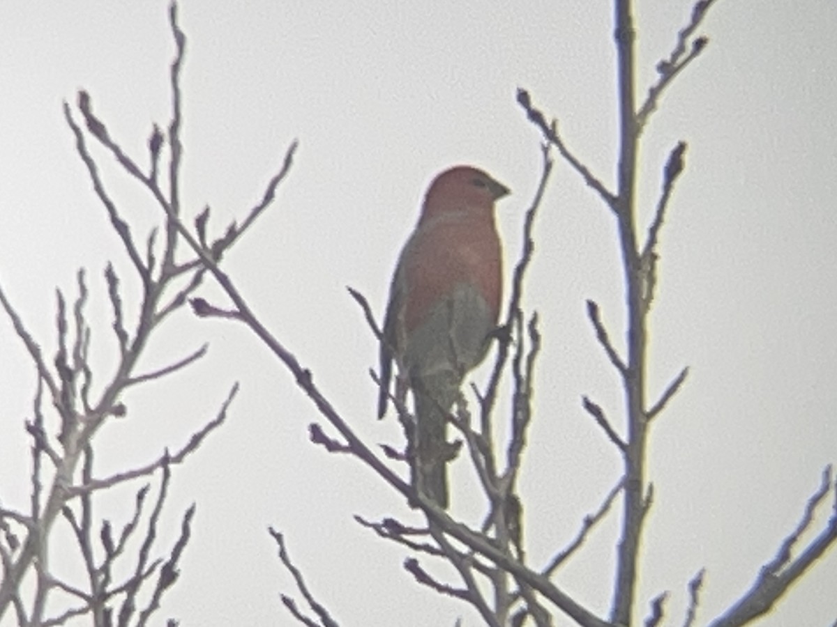 ギンザンマシコ - ML645926578